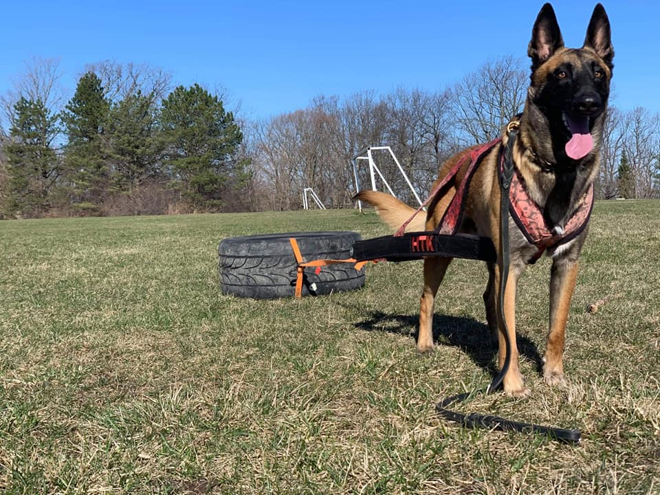 Ballistic K9 Canada Protection Dog Training London ON
